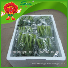 Wholesale pickled IQF Chinese cabbage price
